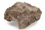 Partial Dinosaur Caudal Vertebra - Wyoming #264982-1